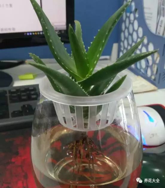 绿萝吊兰用什么土