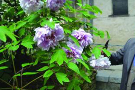 秋天牡丹花怎么修剪