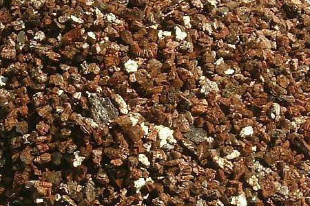 龙骨怎样扦插成活率高