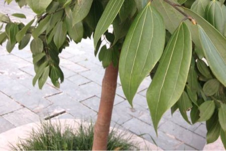 平安树冻了怎么办