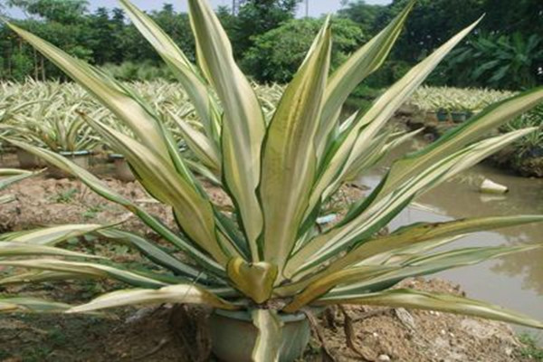 万年麻的养殖方法和注意事项(万年麻会开花吗)