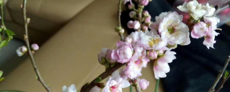 梅花压条一般在几月份梅花的高压繁殖方法(梅花压条繁殖技术)