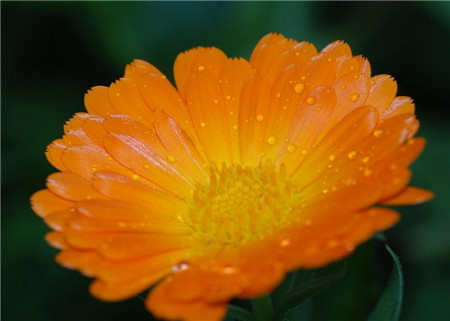 金盏菊怎么留种