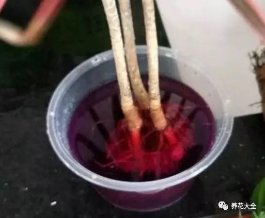 绿萝吊兰用什么土