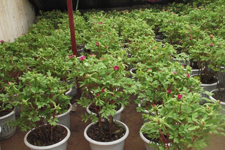 秋天牡丹花怎么修剪