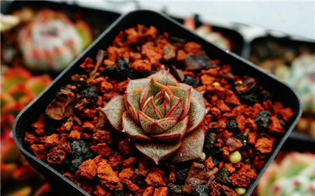 大和锦如何养出状态