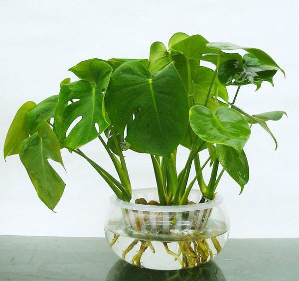 龟背竹水培怎么养