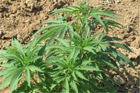 亚麻种植技术及用途