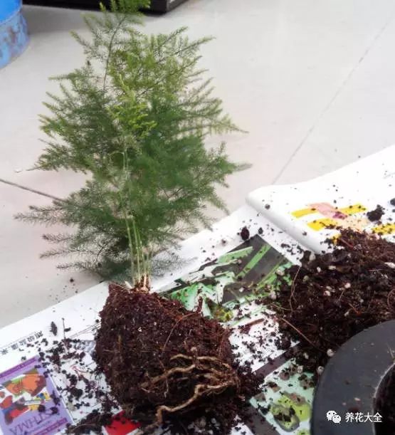 绿萝吊兰用什么土