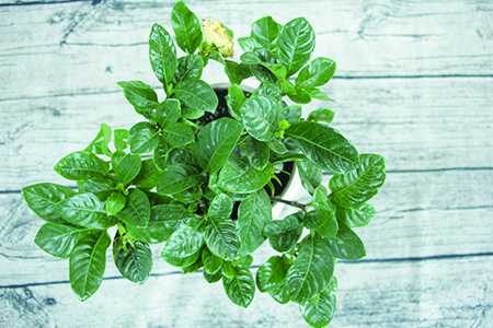 养花不开花是怎么回事视频