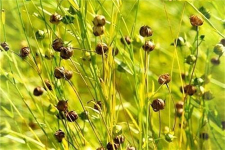 亚麻种植技术及用途