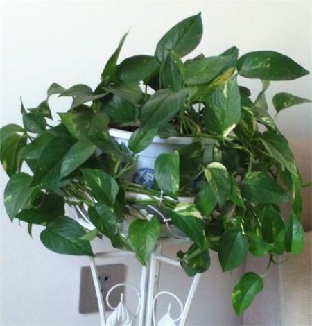 碱性土壤适合什么花卉