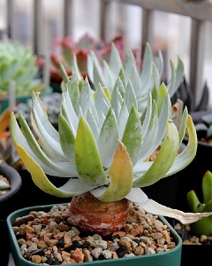 仙女杯度夏后如何浇水