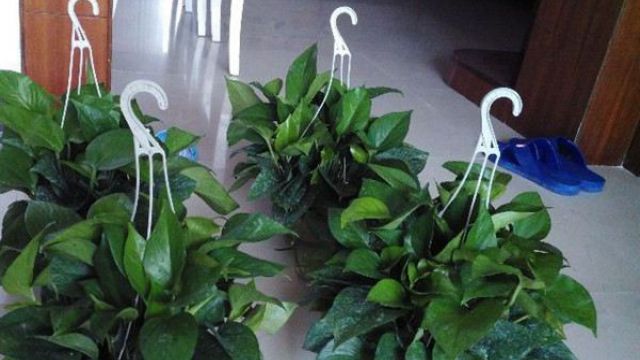 碱性土壤和酸性土壤应该种什么花(碱性土壤适合什么花卉)