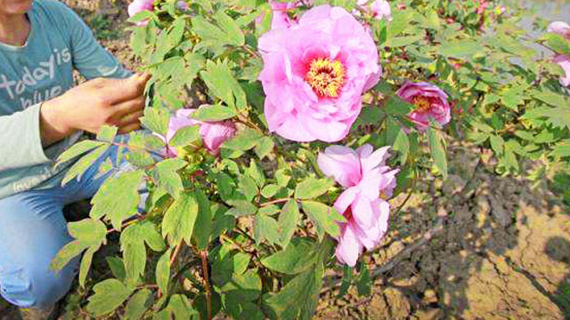 牡丹花怎么修剪(秋天牡丹花怎么修剪)