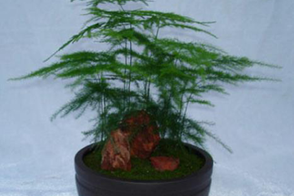 “文竹”总是黄叶不是你养不好是土没选对！(文竹为什么黄叶子怎么办?)