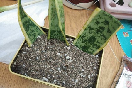 网上买回的虎皮兰如何栽种