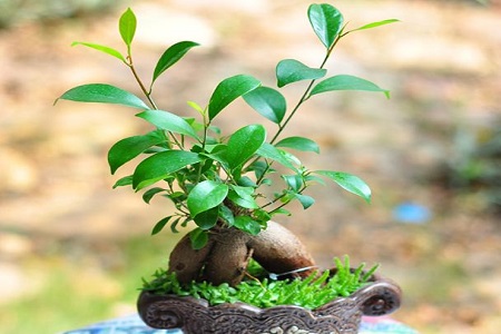 人参榕嫩叶长黑斑