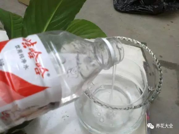 绿萝吊兰用什么土