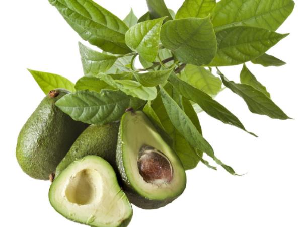 哪些人不适合吃牛油果油