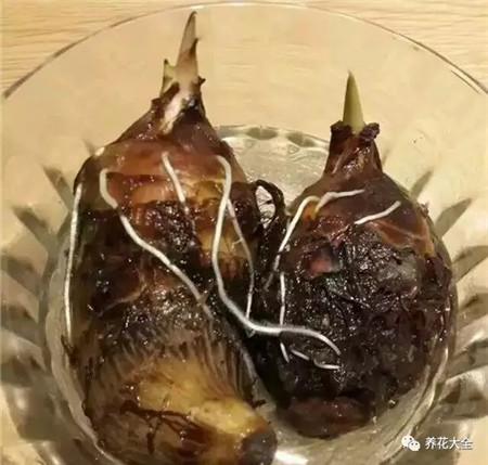 种芋头怎么种最好