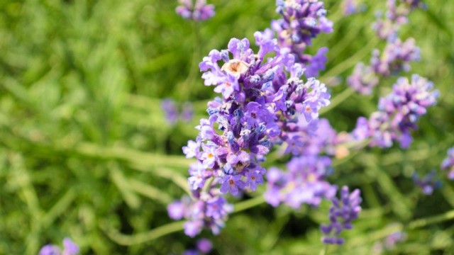 薰衣草怎么繁殖(薰衣草怎么繁殖的)