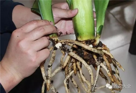 花分株是什么意思