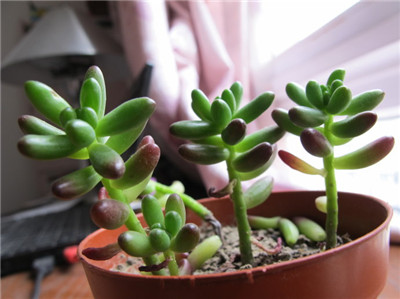 虹之玉有什么作用(虹之玉是什么样子)