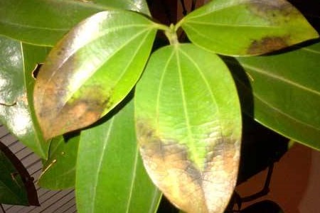 平安树冻了怎么办