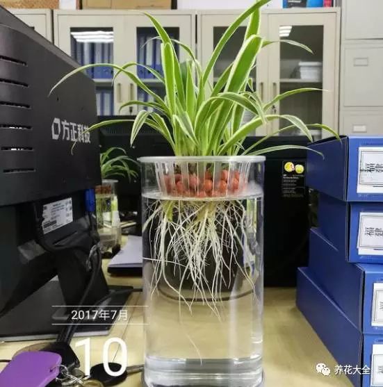 绿萝吊兰用什么土