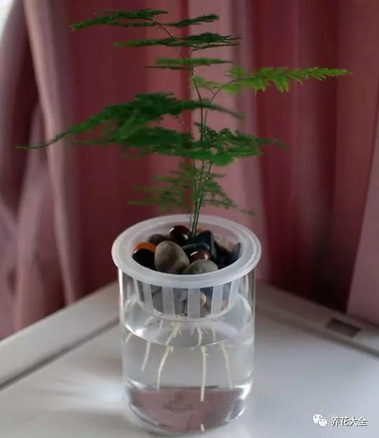 绿萝吊兰用什么土