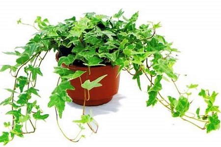 常春藤的枝蔓可以剪么