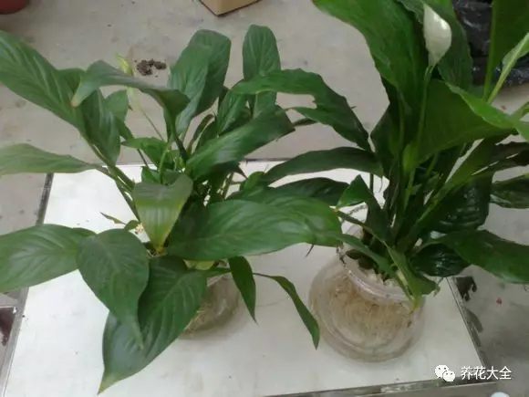 绿萝吊兰用什么土