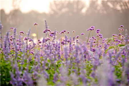 薰衣草怎么繁殖的