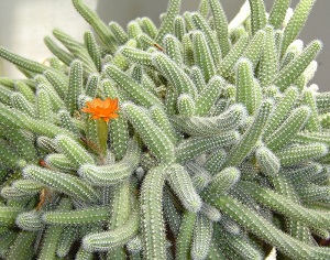 仙人指徒长怎么办