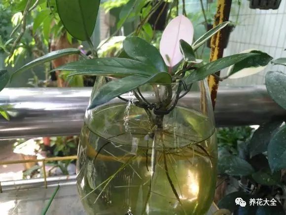 绿萝吊兰用什么土