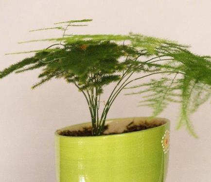 文竹为什么黄叶子怎么办?