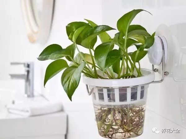 绿萝吊兰用什么土