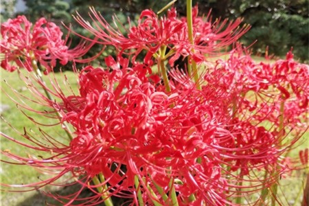 彼岸花喜欢什么食物