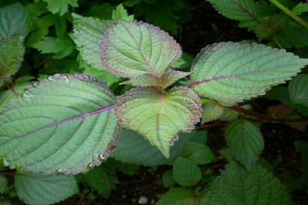 紫苏长虫怎么办