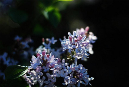 丁香叶子发黄怎么治疗