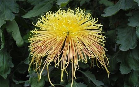 菊花盆栽能活多久