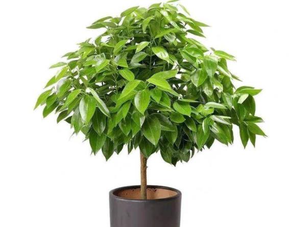 养平安树用什么肥料专业花卉用肥,按季节选择(平安树用什么肥料好)