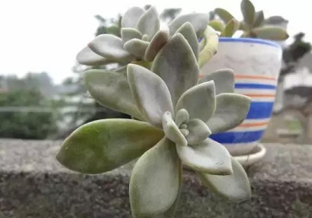 冬天哪种多肉好养