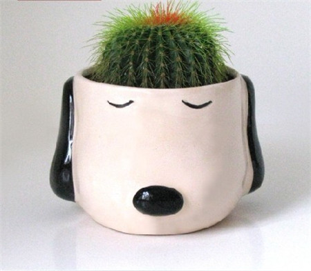 仙人球有啥寓意