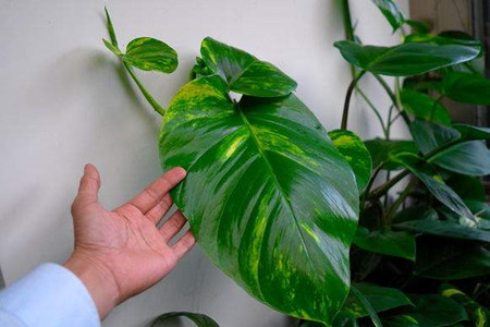 大叶绿萝的养殖方法和注意事项有哪些