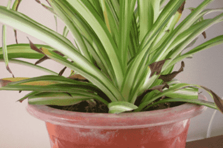 吊兰叶尖干枯什么原因引起的