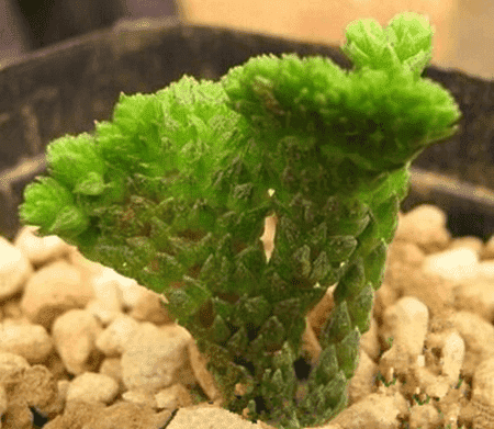 多肉缀化好养吗?