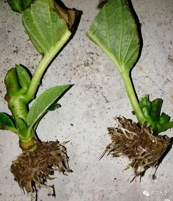 便宜容易养活又漂亮的植物