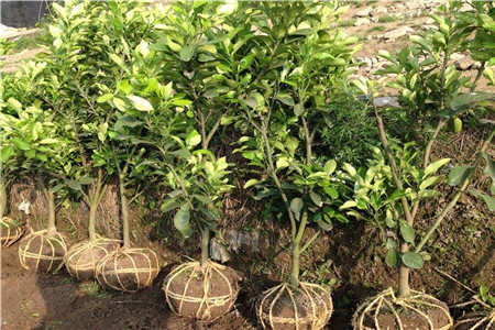 柚子树苗怎么种好活